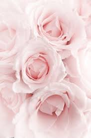 Pink Roses Fleur Pastel Esthetique Rose Fleur Rose