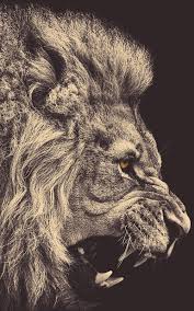 Maybe you would like to learn more about one of these? Lion Profile Sepia Android Wallpaper Free Download
