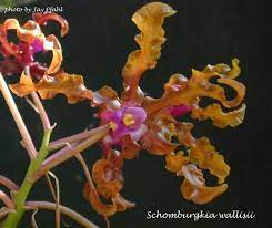 pin on orchid flowers 1