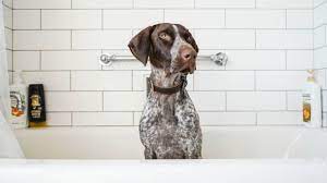 Maybe you would like to learn more about one of these? 5 Best Things About German Shorthaired Pointers Youtube