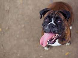 Rocheln Und Grunzen Beim Hund Hilfe