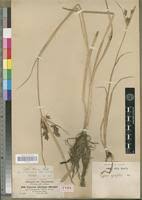 Image result for Cyperus rigidifolius
