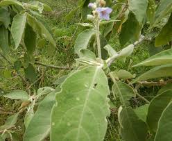 Image result for Solanum mauritianum