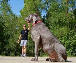 5 biggest dogs you have ever seen the pet s smarty dangerous dogs big dog breeds worlds largest dog