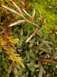 Image result for Selaginella chevalieri
