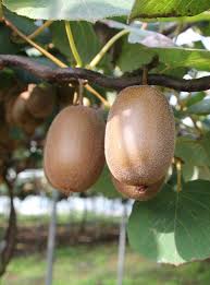 One male will pollinate up to eight fuzzy female kiwi plants. Kiwi Planting Pruning And Advice On Caring For It Video