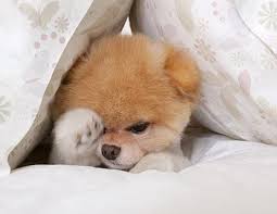 Boo The Cutest Dog In The World Http Ift Tt 2mwwovi Cutestdogsandpuppies World Cutest Dog Cute Baby Animals Boo The Cutest Dog