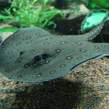 Pisicile de mare pot fi întâlnite în toate mările din regiunile tropicale și moderate ale lumii. Pisica De Mare Toate Animalele