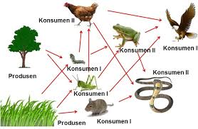 Komponen rantai makanan, pengertian, contoh rantai makanan di sawah, laut, danau, sungai, hutan, padang rumput, gurun, kebun, kolam, destritus. Pembelajaran 3 Tema 8 Subtema 2 Hubungan Makhluk Hidup Dalam Ekosistem