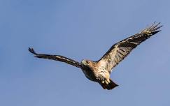 Hawk Watch