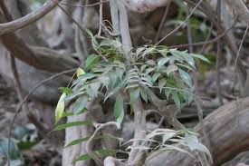 Image result for Rourea minor