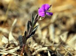 Image result for Polygala persicariifolia
