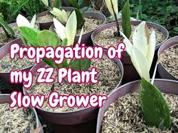 Cut a healthy leaf off the stem, and let. Propagation Of My Variegated Zz Plant Slow Grower Youtube