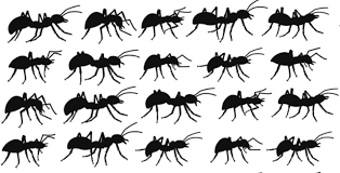 Located in stark county, alliance, ohio offers a number of parks and recreational facilities creating a great area for families to plant. Aid Pest Control Of Salem And Anderson Aid Pest Control Home Facebook