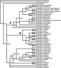 Image result for Cyrtanthus welwitschii