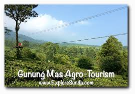 Kabupaten gunung mas) is one of the thirteen regencies which comprise the central kalimantan province on the island of kalimantan (borneo), indonesia. Gunung Mas Tea Plantation The Best Agro Tourism In Puncak Pass