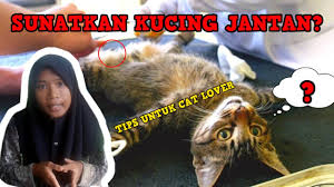 Sekian ulasan mengenai cara merawat kucing kampung beserta cara. Mandulkan Kucing Jantan Tips Penting Youtube