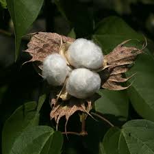 Image result for Gossypium
