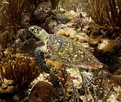 What is the hawksbill turtle? Pollutants Could Pose Health Risks For Five Sea Turtle Species Nist