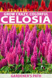 How To Grow Crazy Colorful Celosia Flowers Gardener S Path Beautiful Flowers Garden Celosia Flower Flower Landscape