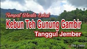 Pemandian air panas tirta husada dan cipanas Panorama Indah Perkebunan Teh Gunung Gambir Tanggul Jember Youtube