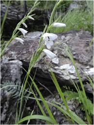 Image result for Gladiolus zambesiacus