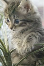 Black And Grey Tabby Kittens For Sale Uh No I Wasn T In Your Wardrobe Kittens Cutest Cute Cats Beautiful Cats