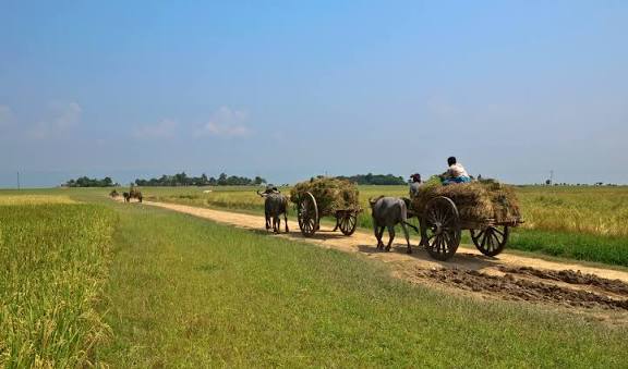 File:Agriculture of Bangladesh 8.jpg - Wikimedia Commons