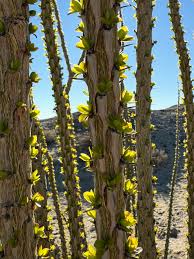 Image result for Xerophyta eylesii