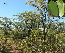 Image result for Colophospermum