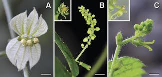 Image result for Tragia okanyua