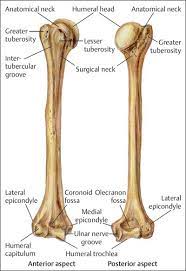 Fractures Of The Humerus Musculoskeletal Key Skeletal System Anatomy Human Skeletal System Anatomy Bones