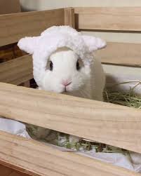Bunny in sheeps clothing | Facebook