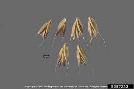 Image result for Chloris gayana