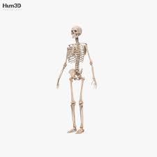 A detailed guide to understanding how muscles and bones interact, and how common injuries and conditions occur. Human Male Skeleton 3d Model Anatomy On Hum3d