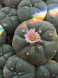 The first is by using chemicals to get rid of them. A Harmless Trip That May Land You Behind Bars Kabb