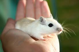 Gerbils Vs Hamsters What S Right For You Small Pets Gerbil Animals