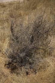 Image result for Indigofera heterotricha