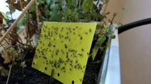 Trauermucken Bekampfen Hausmittel Gegen Fliegen In Der Blumenerde Utopia De Fliegen In Blumenerde Trauermucken Hausmittel Gegen Fliegen