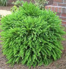 Maybe you would like to learn more about one of these? Cryptomeria Japonica Globosa Nana Wachst Kugelformig Und Erreicht Gewohnlich Eine Hohe Von 1 5 2 M Und Wird Bis Zu Garden Shrubs Landscaping Plants Plants
