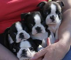 Maybe you would like to learn more about one of these? Oston Terrier Puppies Denver Colorado Petsidi