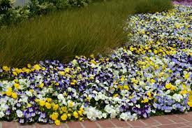 We did not find results for: Pansies How To Grow And Care For Pansy Flowers Hgtv