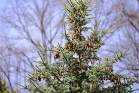 Learn more or request a demo about how spruce can bring your business. Norway Spruce Plant Care Growing Guide