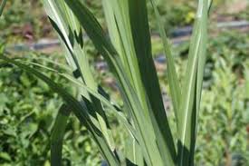Maybe you would like to learn more about one of these? Versand Gratis Chinaschilf Kaufen Miscanthus Sinensis Giganteus Lubera