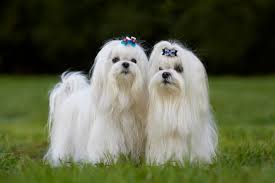 What a maltese puppy or dog eats will have a direct impact on his health, both now and in regard to long term health. Male Vs Female Maltese What S The Difference Bubbly Pet