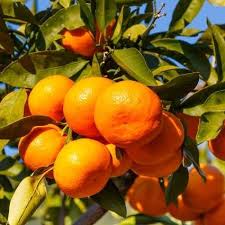Image result for Citrus reticulata