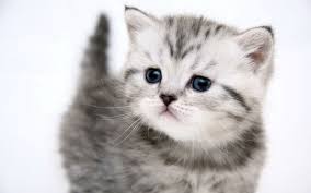 Download and use 7,000+ cat stock photos for free. 47 Cute Kitten Wallpapers For Desktop On Wallpapersafari