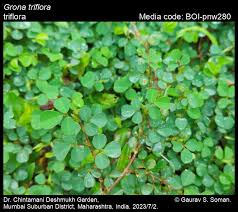 Image result for Grona triflora