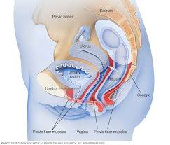 Bladder Control Lifestyle Strategies Ease Problems Pelvic Floor Kegel Exercise Pelvic Floor Muscles