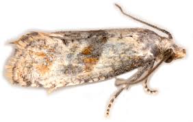 Image result for Cochylidia implicitana